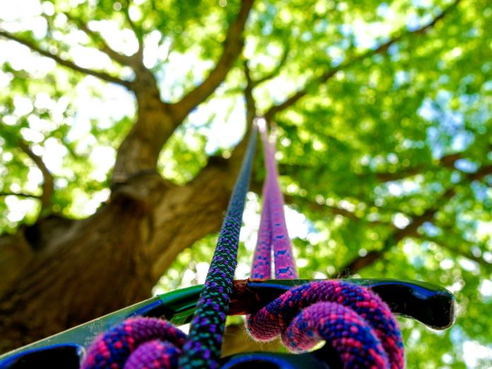 Reb ses bundet fast til en trætop 